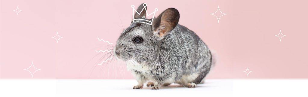 chinchilla conejos - Quieres descubrir el elegante Conejo American Chinchilla