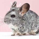 Quieres descubrir el elegante Conejo American Chinchilla