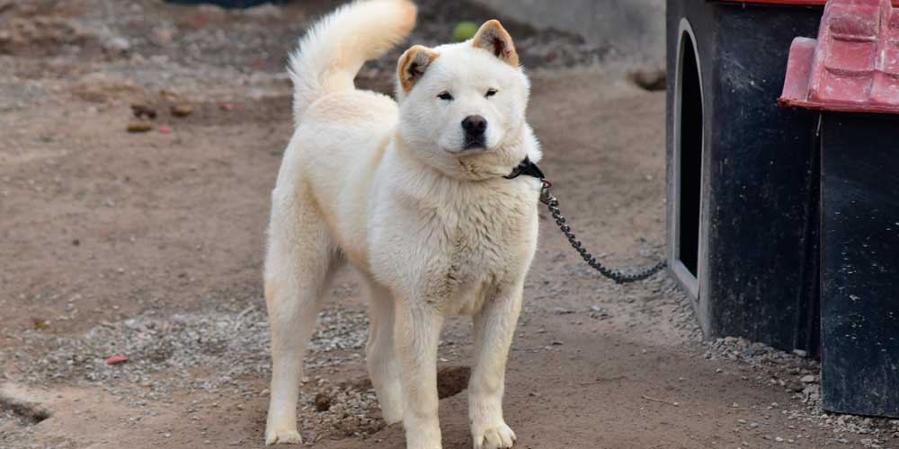 chindo - Has oído hablar del noble Perro de Chindo