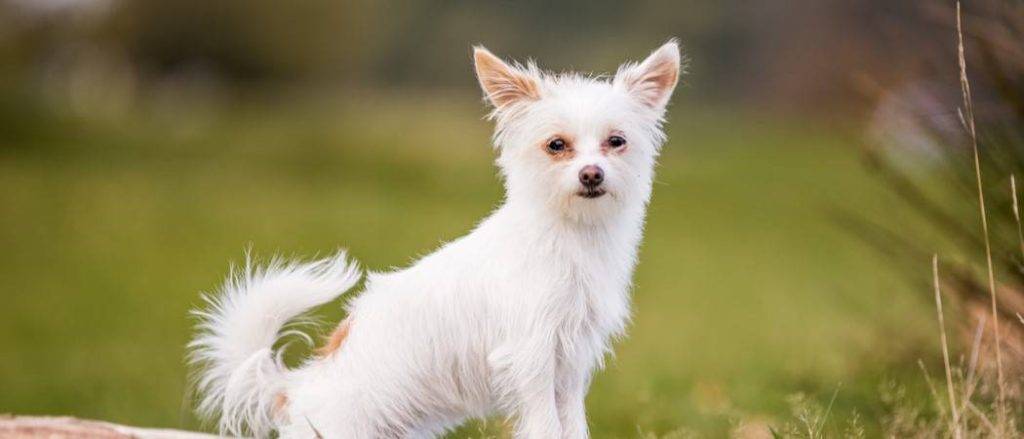 chorkie - Qué es un Chorkie y cómo cuidarlo para que esté sano y feliz