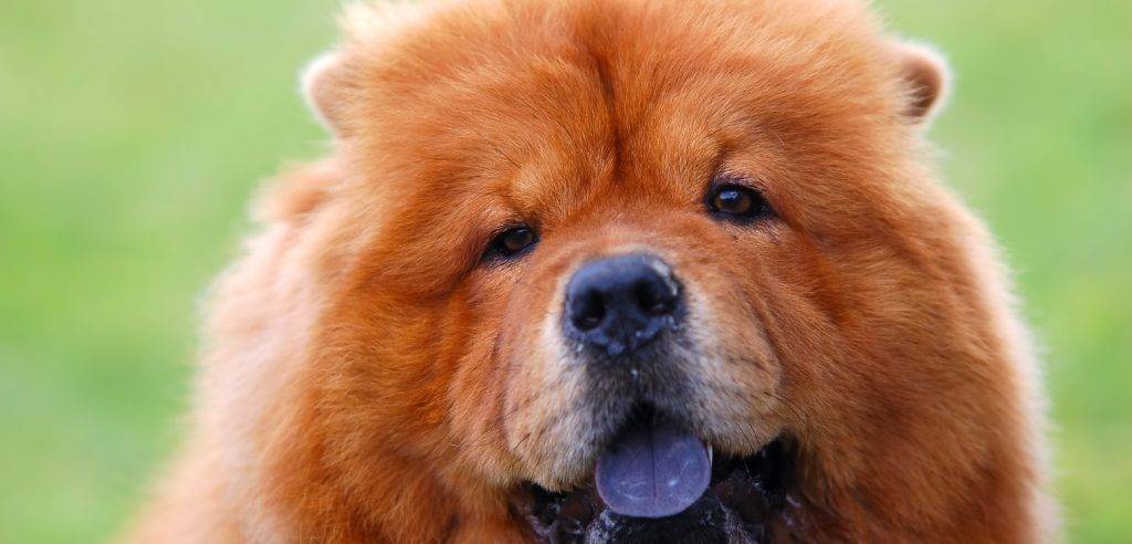 chou chou lengua - Qué causa que los Chow Chow tengan la lengua azul