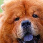 Qué causa que los Chow Chow tengan la lengua azul