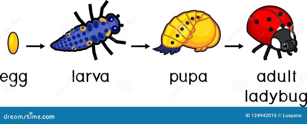 ciclo de la mariquita - Cuál es la esperanza de vida de una mariquita