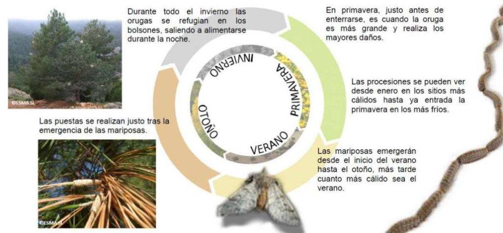 ciclo de la oruga procesionaria - Cómo es el ciclo de vida de la procesionaria del pino