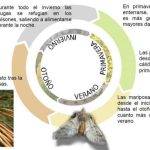 Cómo es el ciclo de vida de la procesionaria del pino