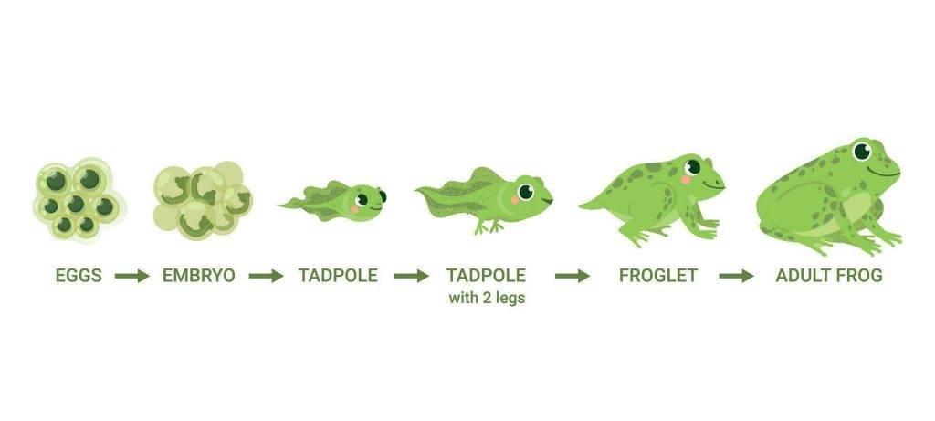 ciclo de la vida de la rana - Ciclo de vida de las ranas desde renacuajo hasta adulto