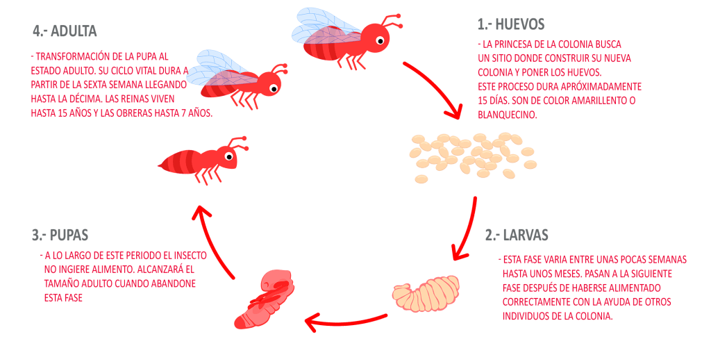 ciclo de la vida de las hormigas - Cuál es la esperanza de vida de las hormigas