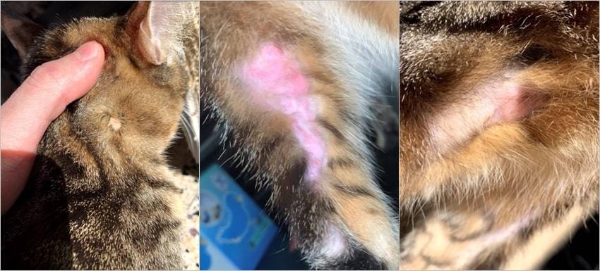 ciclosporina en gatos - Ciclosporina en gatos: dosis, usos y efectos secundarios