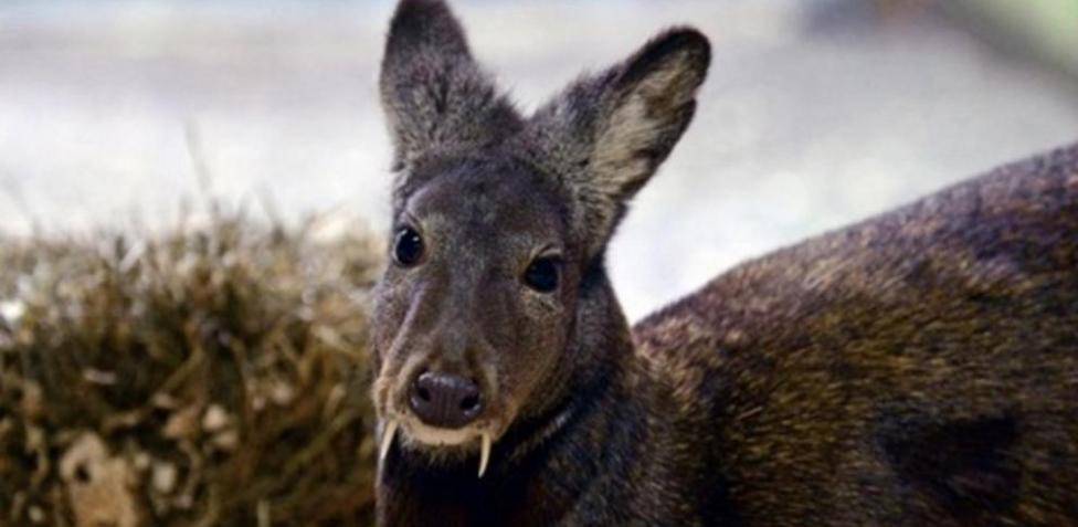 ciervo con colmillos - Ciervo con colmillos: peculiaridades y entorno natural