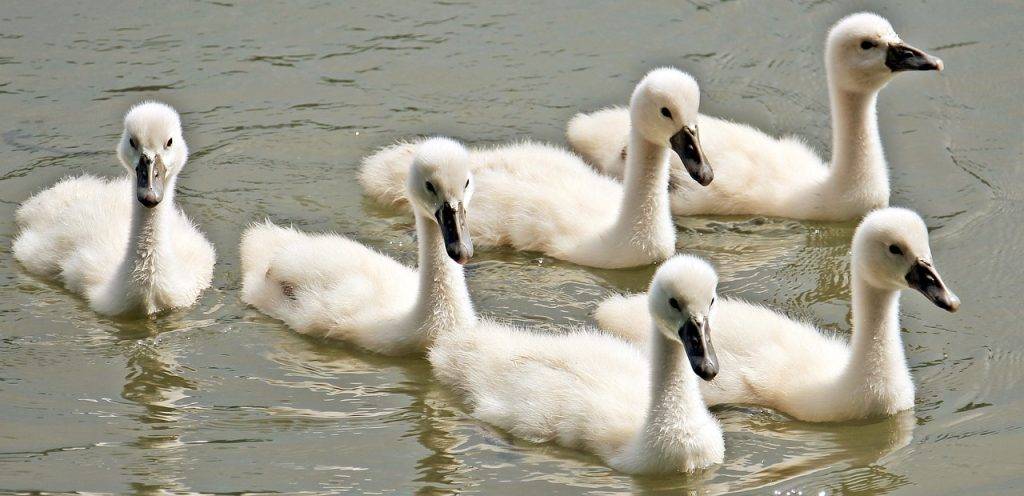 cisne bebe vs pato bebe - Características únicas de oca, ganso, cisne y pato