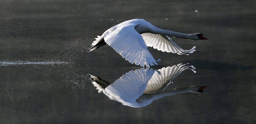 cisne en vuelo - Cuándo y por qué los cisnes vuelan en formación en el cielo