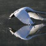 Cuándo y por qué los cisnes vuelan en formación en el cielo