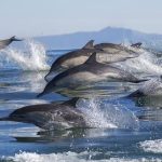 Conoces los 18 tipos de delfines que existen en el mundo