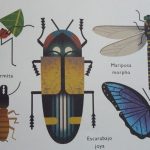 Tipos de insectos y sus nombres en diversas clases