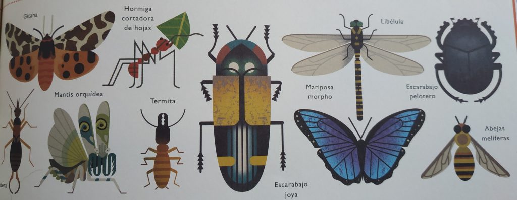 clase de insectos - Tipos de insectos y sus nombres en diversas clases