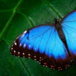 Tipos de mariposas y sus nombres fáciles de identificar