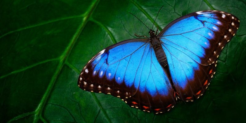 clase de mariposas - Tipos de mariposas y sus nombres fáciles de identificar