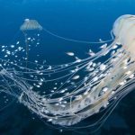 Conoces estas 22 fascinantes especies de medusas del mundo