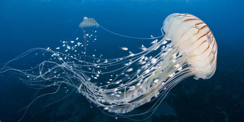 clase de medusas - Conoces estas 22 fascinantes especies de medusas del mundo