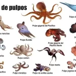 Cuáles son 10 especies de pulpos conocidas