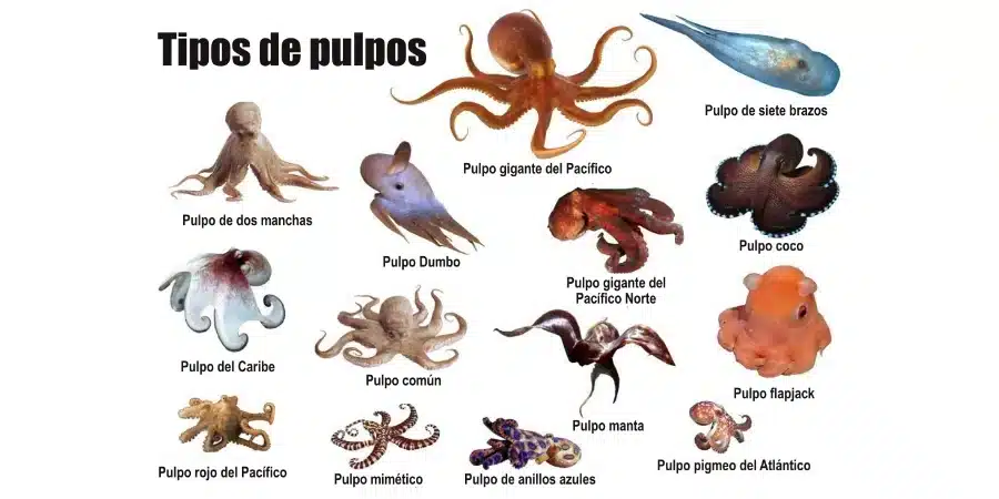 clase de pulpo - Cuáles son 10 especies de pulpos conocidas