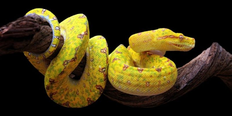 clase de serpiente - Tipos de serpientes: nombres, clasificaciones e imágenes