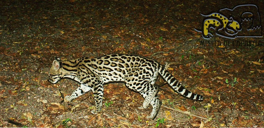 clases de felino - Cuáles son los tipos de Felinos más representativos