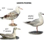 Tipos de gaviotas y sus características distintivas