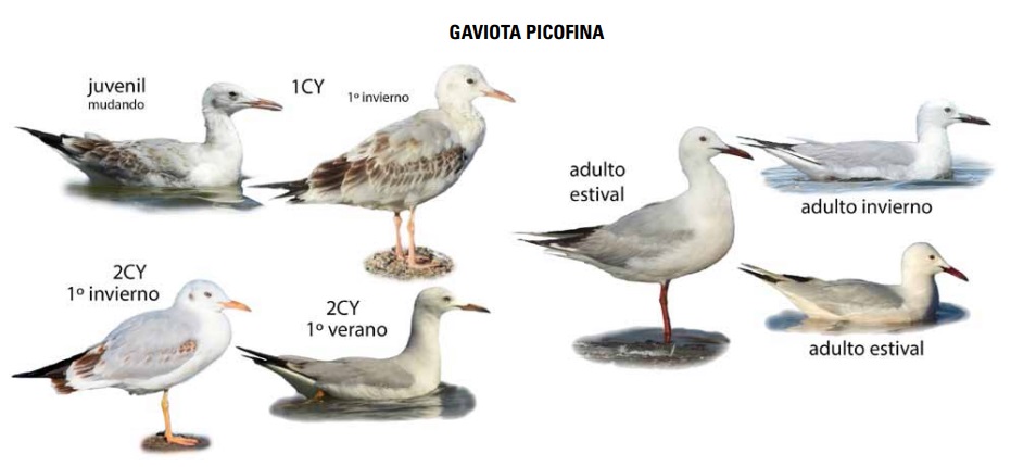 clases de gaviotas - Tipos de gaviotas y sus características distintivas