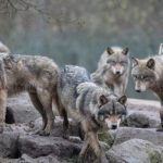 Cuáles son las especies de lobos que existen en el mundo