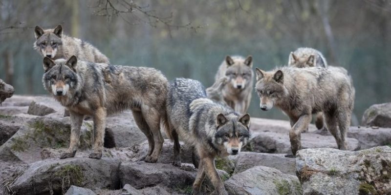 clases de lobos - Cuáles son las especies de lobos que existen en el mundo