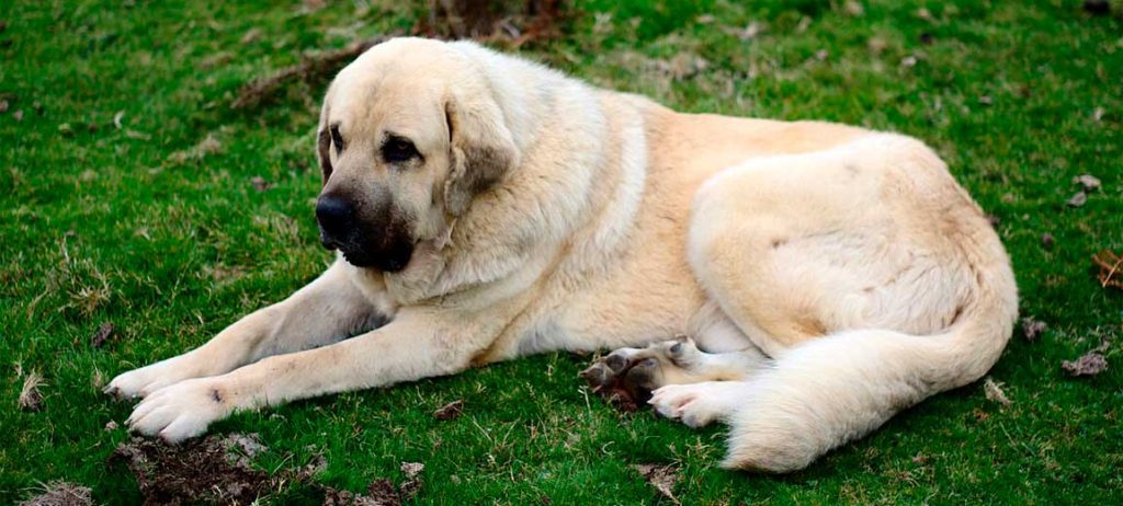 clases de mastines - Cuáles son las razas de mastín más comunes en el mundo canino