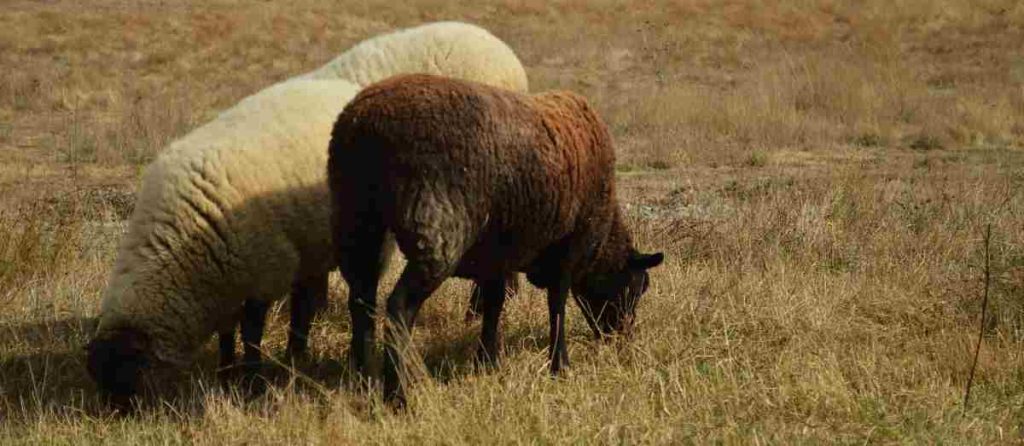 clases de ovejas - Tipos comunes de ovejas en la cría doméstica