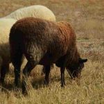 Tipos comunes de ovejas en la cría doméstica