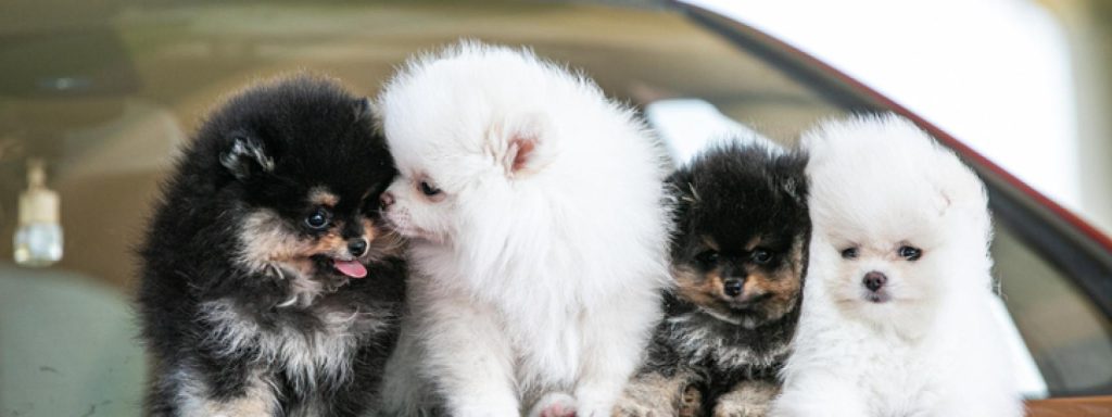 clases de perros pomerania - Tipos de pomerania con caras de zorro y diferentes tamaños