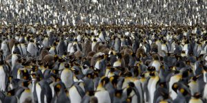 Especies y razas de pingüinos: Cuántos tipos existen