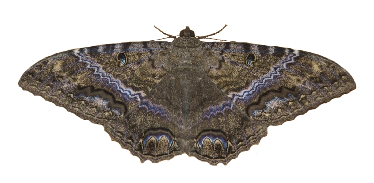 Tipos comunes de polillas y cómo identificarlas