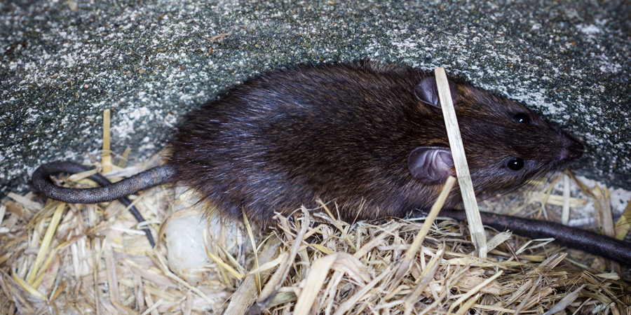 clases de ratas - Tipos de ratas domésticas: razas, clases y características