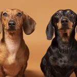 Conoces los diferentes tipos de teckel o dachshund