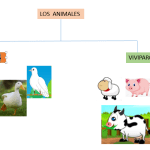 Cómo se clasifican los animales según su reproducción