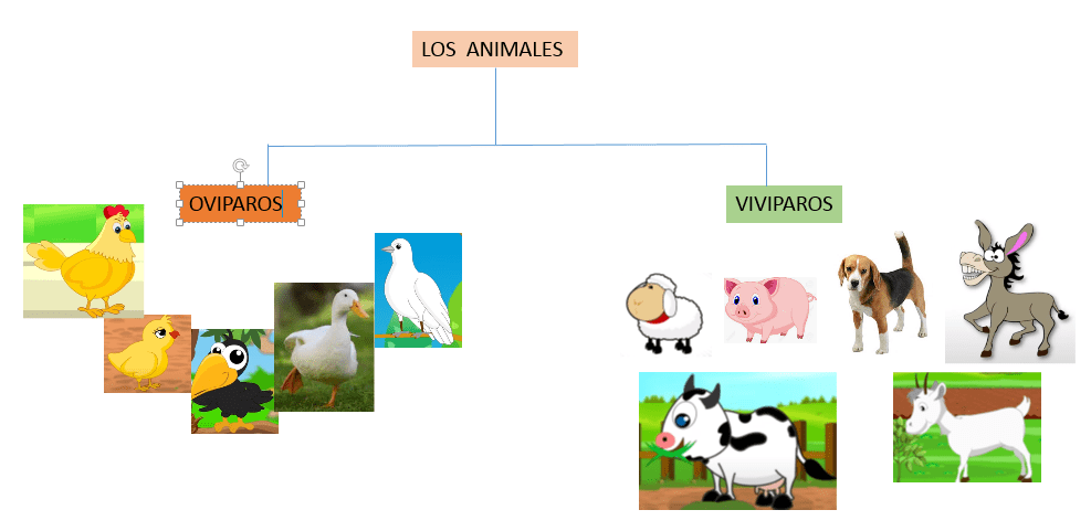 clasificacion de los animales segun su reproduccion - Cómo se clasifican los animales según su reproducción