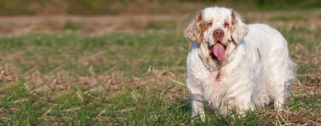 clumber hound - Descubre las características y cuidados del Clumber Spaniel