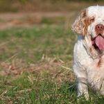 Descubre las características y cuidados del Clumber Spaniel