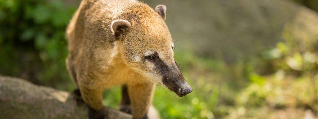 coati bebe - Es legal tener un coatí bebé como mascota en casa