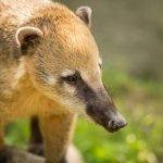 Es legal tener un coatí bebé como mascota en casa