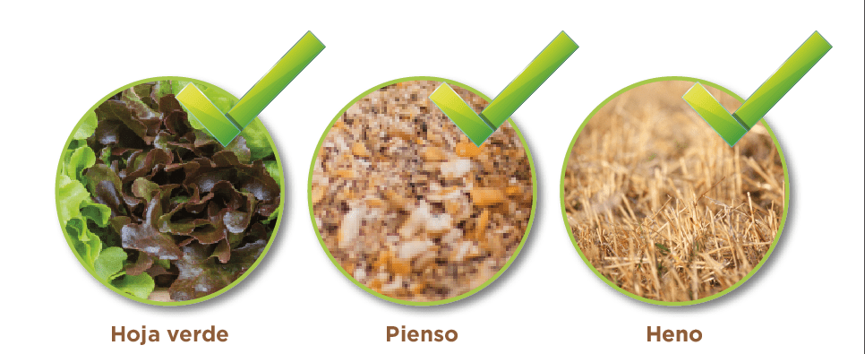 cobaya comida - Qué alimentos pueden consumir las cobayas como parte de su dieta