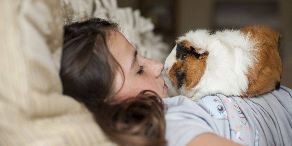 cobaya cuanto vive - Cuál es la esperanza de vida de una cobaya como mascota