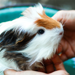 Cómo mantener a tu cobaya feliz y saludable en casa