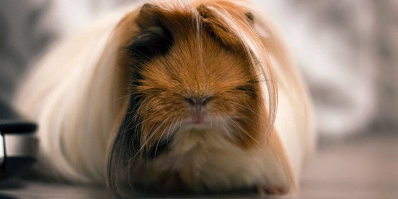 cobaya de 3 meses - Cómo puedo determinar la edad de una cobaya en casa