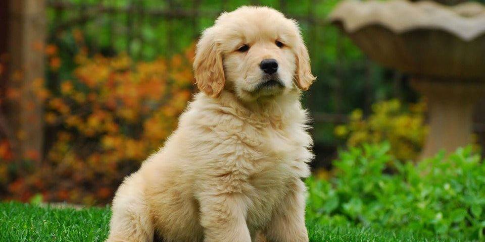 cobrador dorado perro - Qué características destacan en el golden retriever